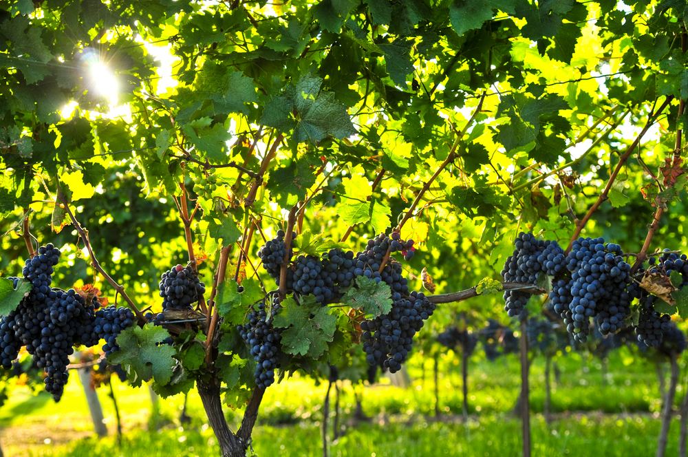 Rhodes Full-Day Exploration with Wine Tasting